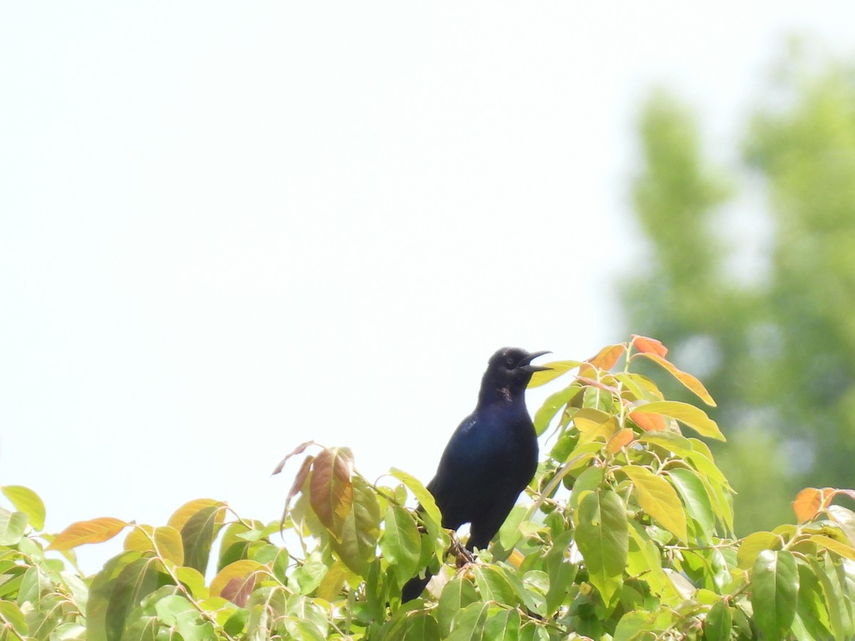 Boat-tailed Grackle - ML618574110