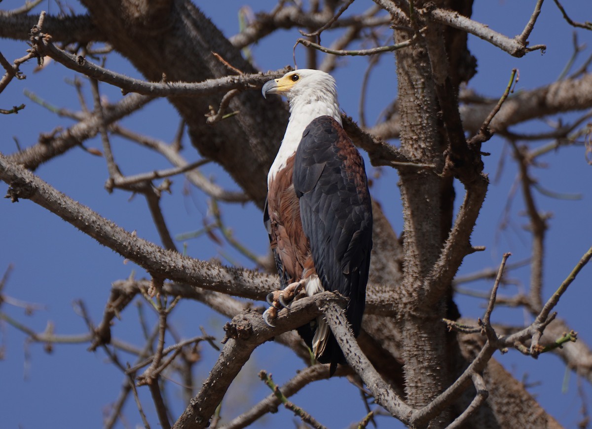 African Fish-Eagle - ML618574156