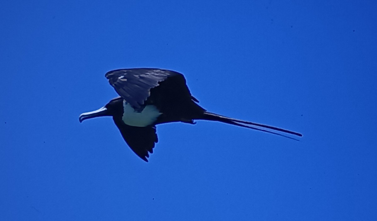 Magnificent Frigatebird - ML618574161
