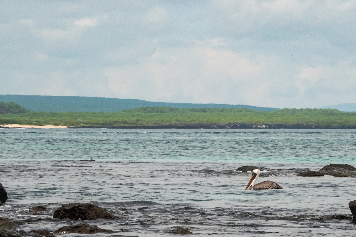 Brown Pelican (Galapagos) - ML618574181