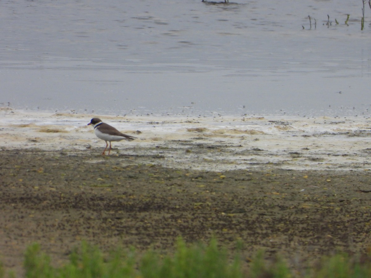 Semipalmated Plover - ML618574188