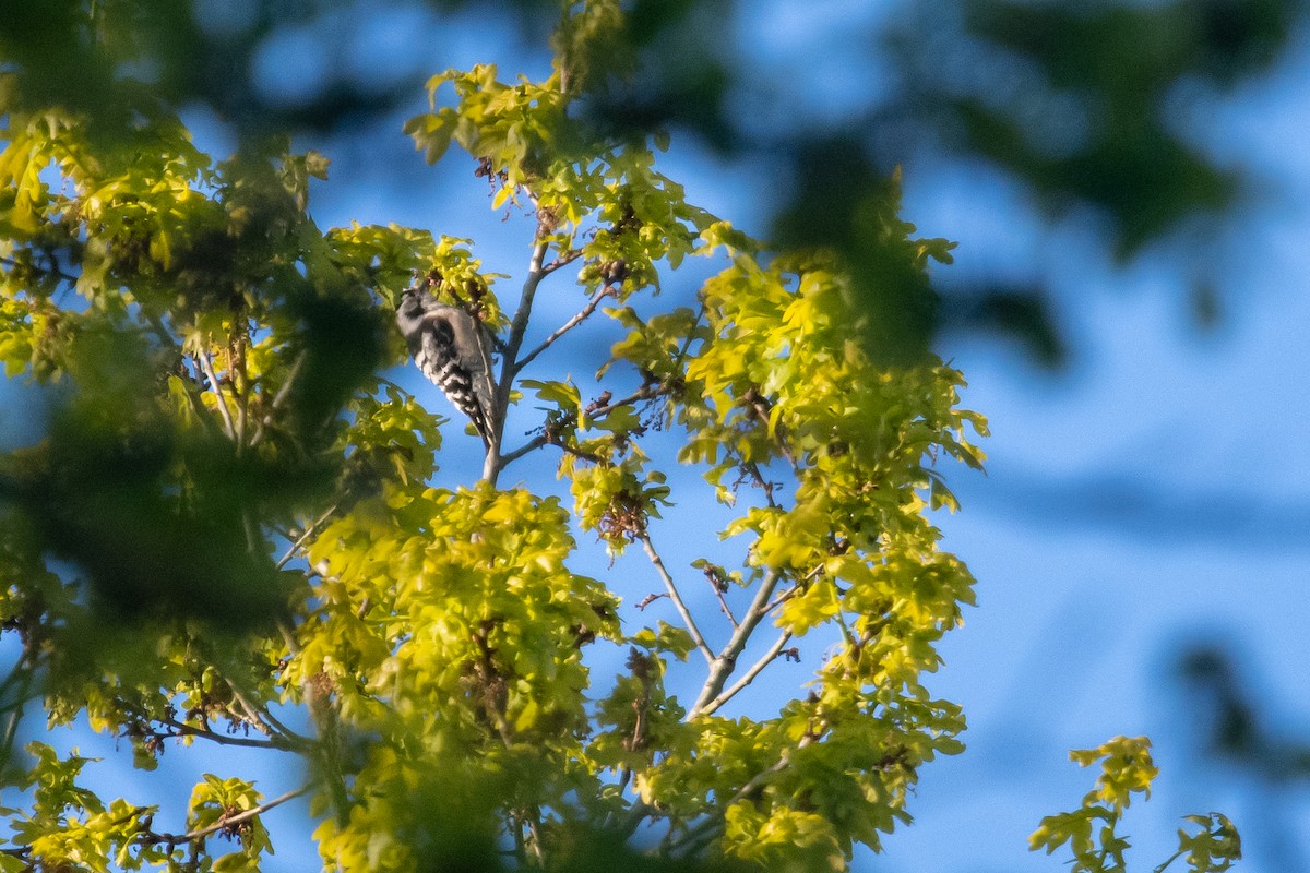 Lesser Spotted Woodpecker - David Campbell
