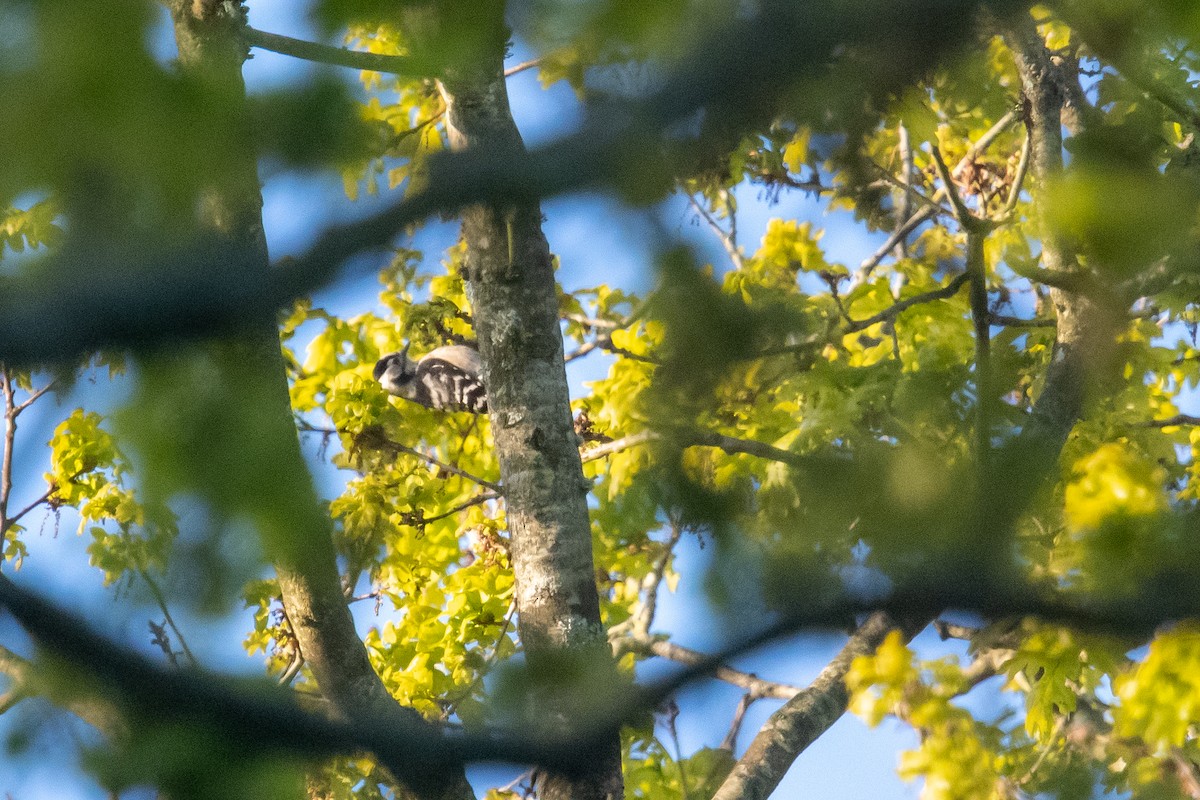 Lesser Spotted Woodpecker - David Campbell