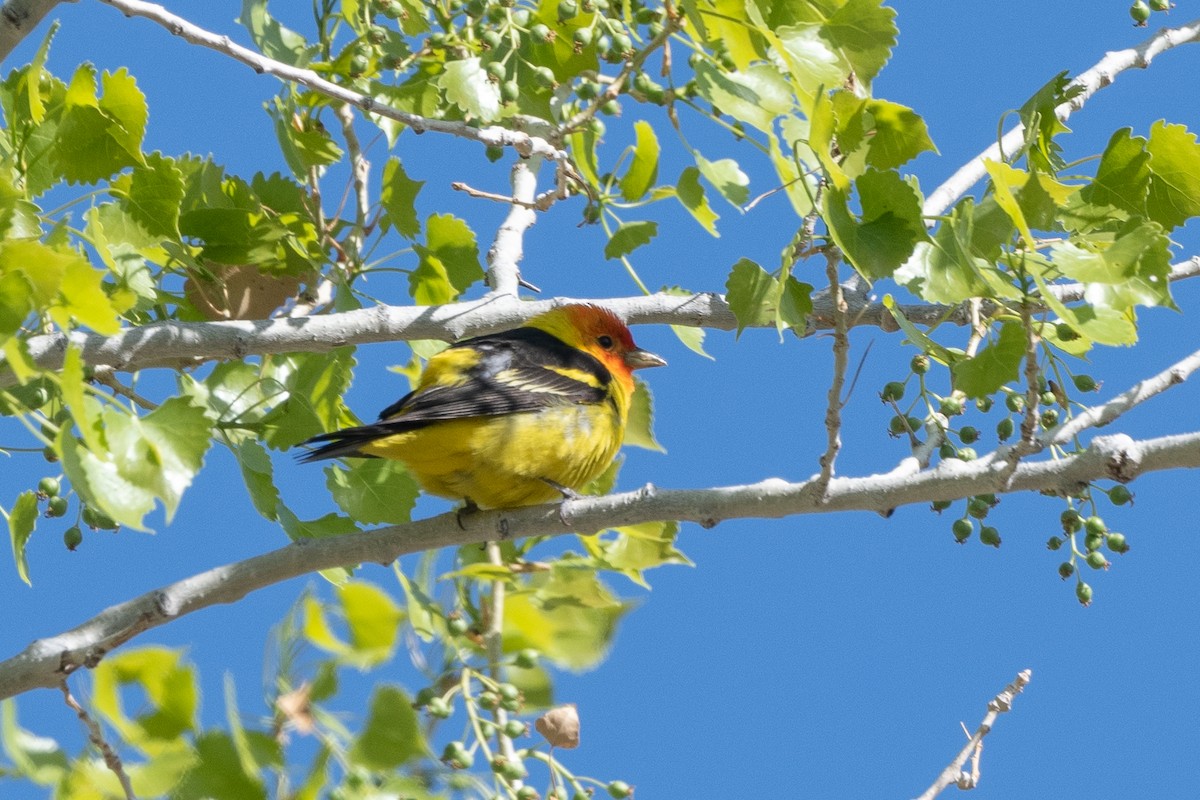 Western Tanager - ML618574251