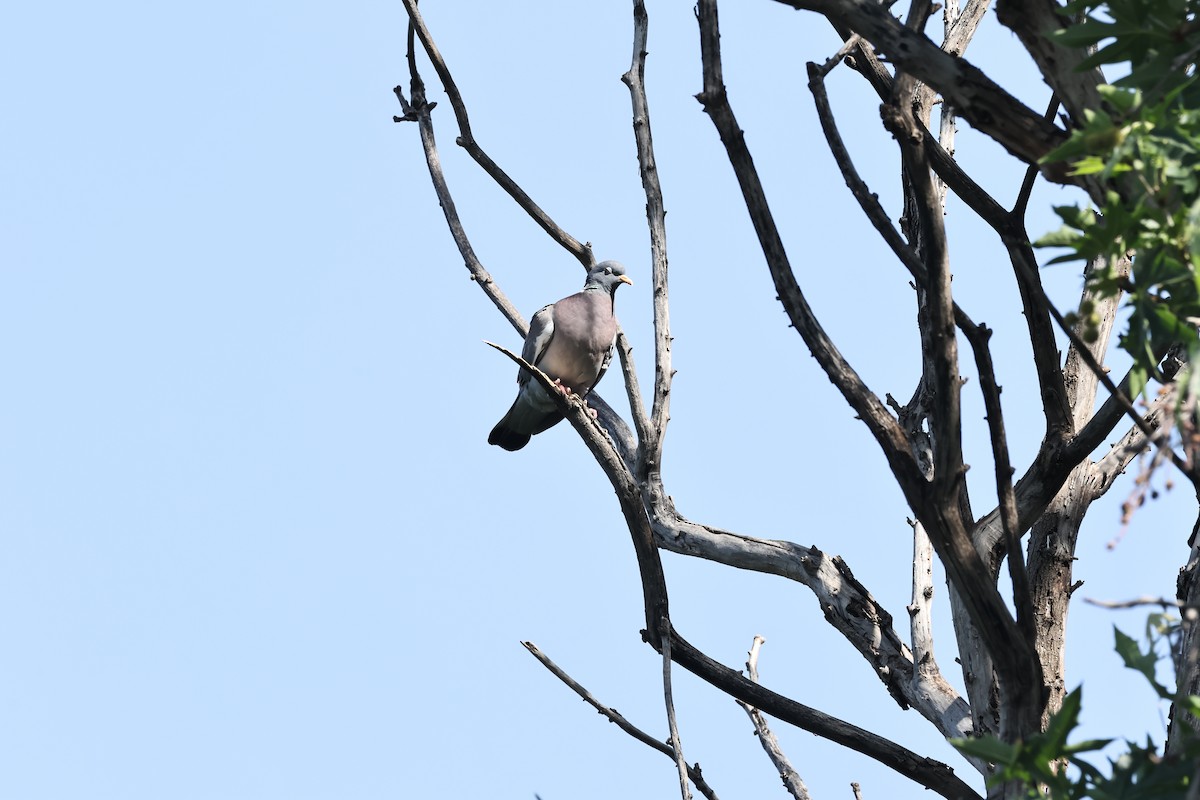 Common Wood-Pigeon - ML618574290