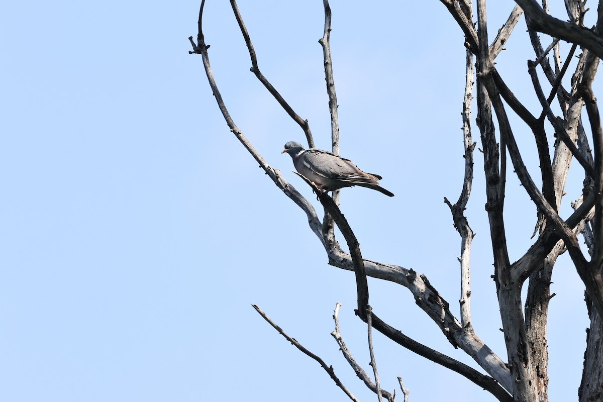 Common Wood-Pigeon - ML618574291