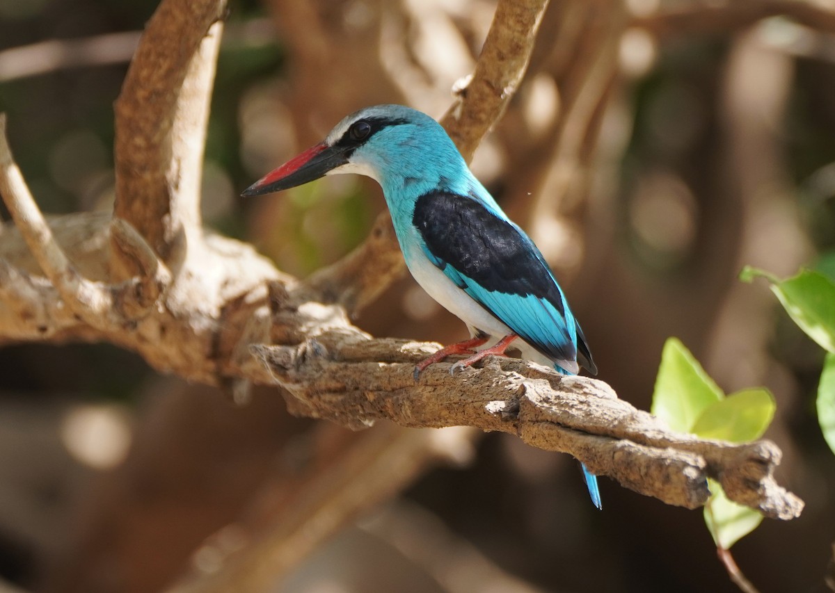 Blue-breasted Kingfisher - ML618574302