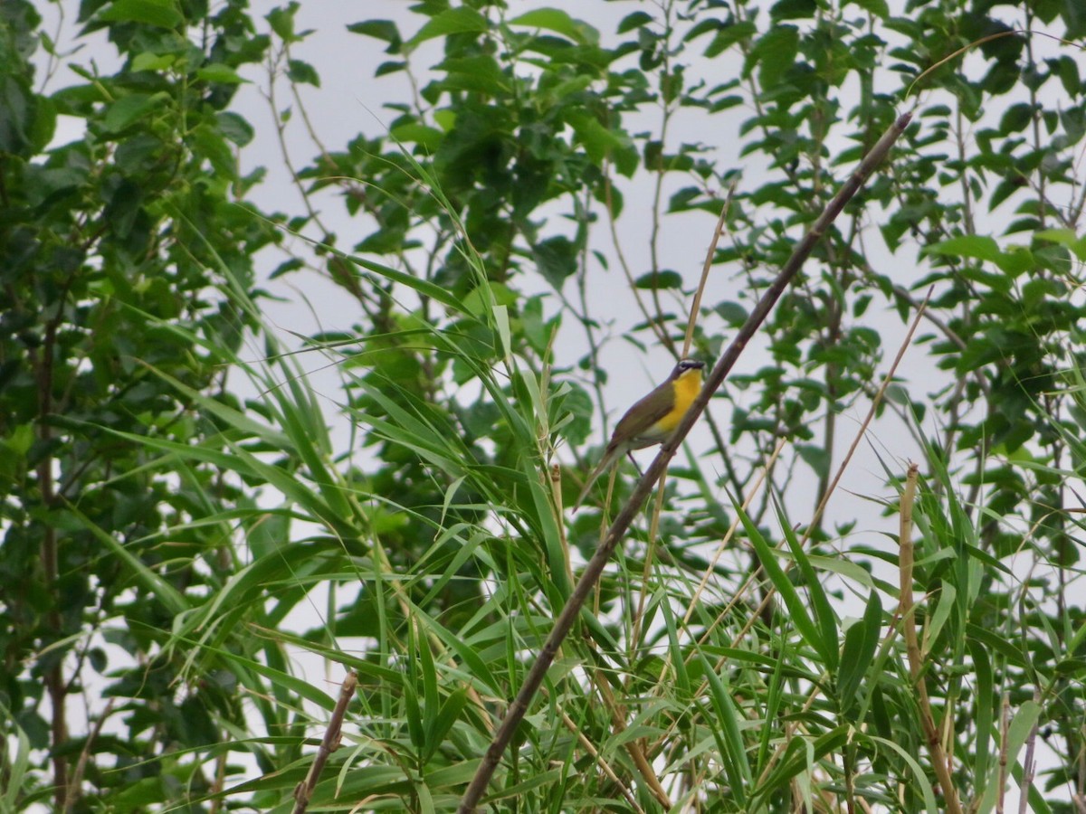 Yellow-breasted Chat - ML618574311