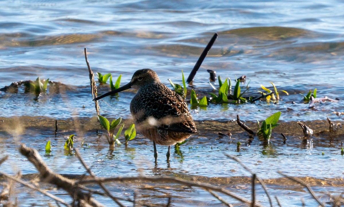 Long-billed Dowitcher - ML618574388