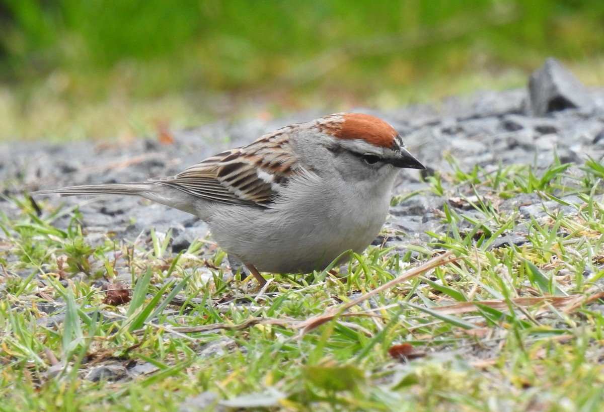Chipping Sparrow - ML618574407