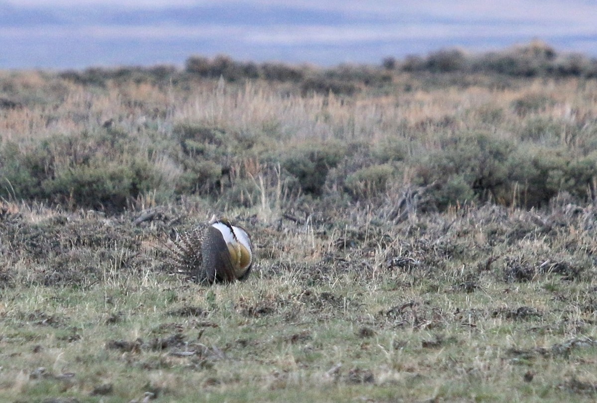 Greater Sage-Grouse - ML618574413