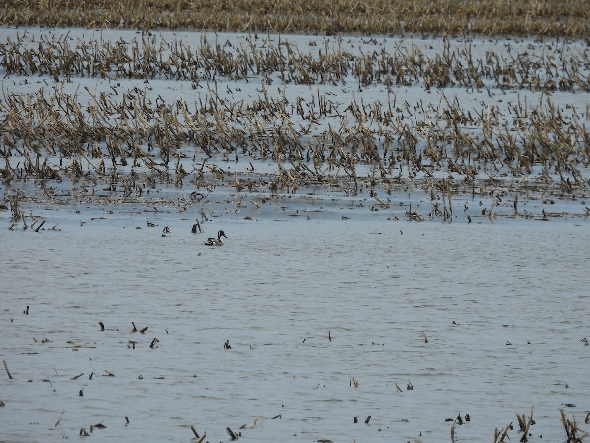 eBird Checklist 4 May 2024 BaieduFebvre (station d'épuration