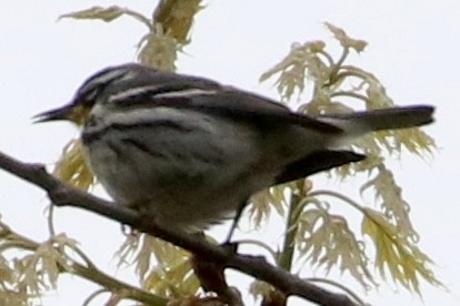 Yellow-throated Warbler - Dan Rottino