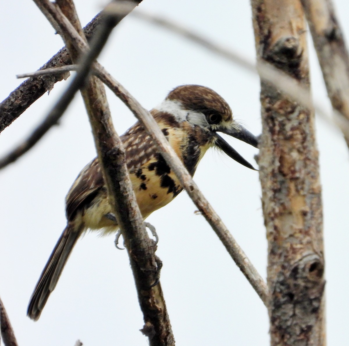 Two-banded Puffbird - ML618574517