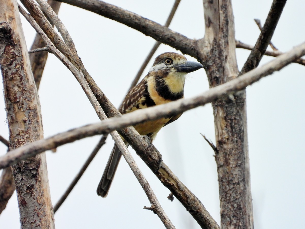 Two-banded Puffbird - ML618574521