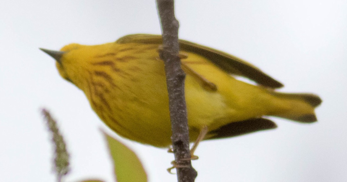 Yellow Warbler (Northern) - ML618574530
