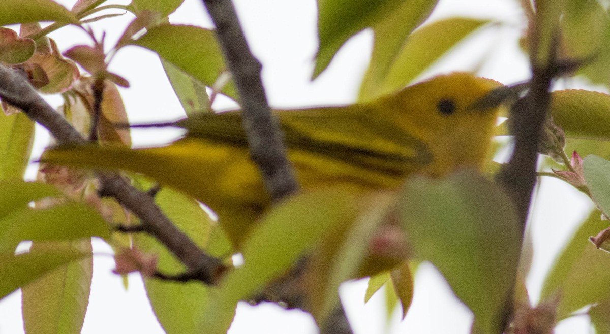 Yellow Warbler (Northern) - Elle McGee