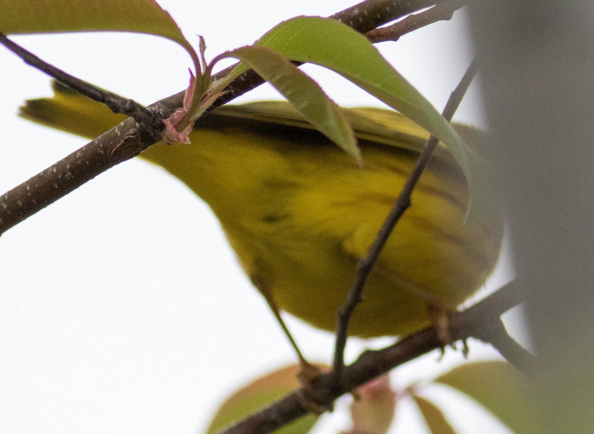 Yellow Warbler (Northern) - ML618574532