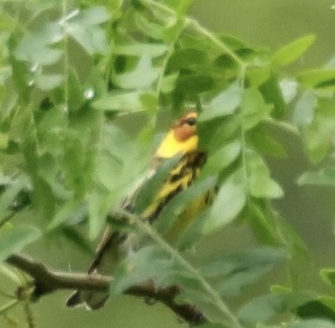 Cape May Warbler - ML618574577
