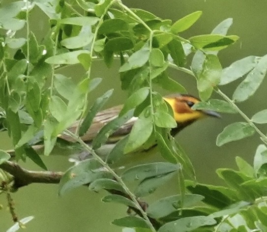 Cape May Warbler - ML618574578