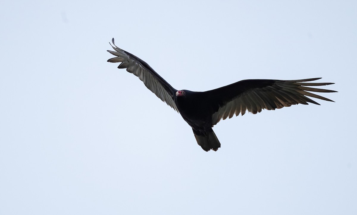 Turkey Vulture (Northern) - ML618574582