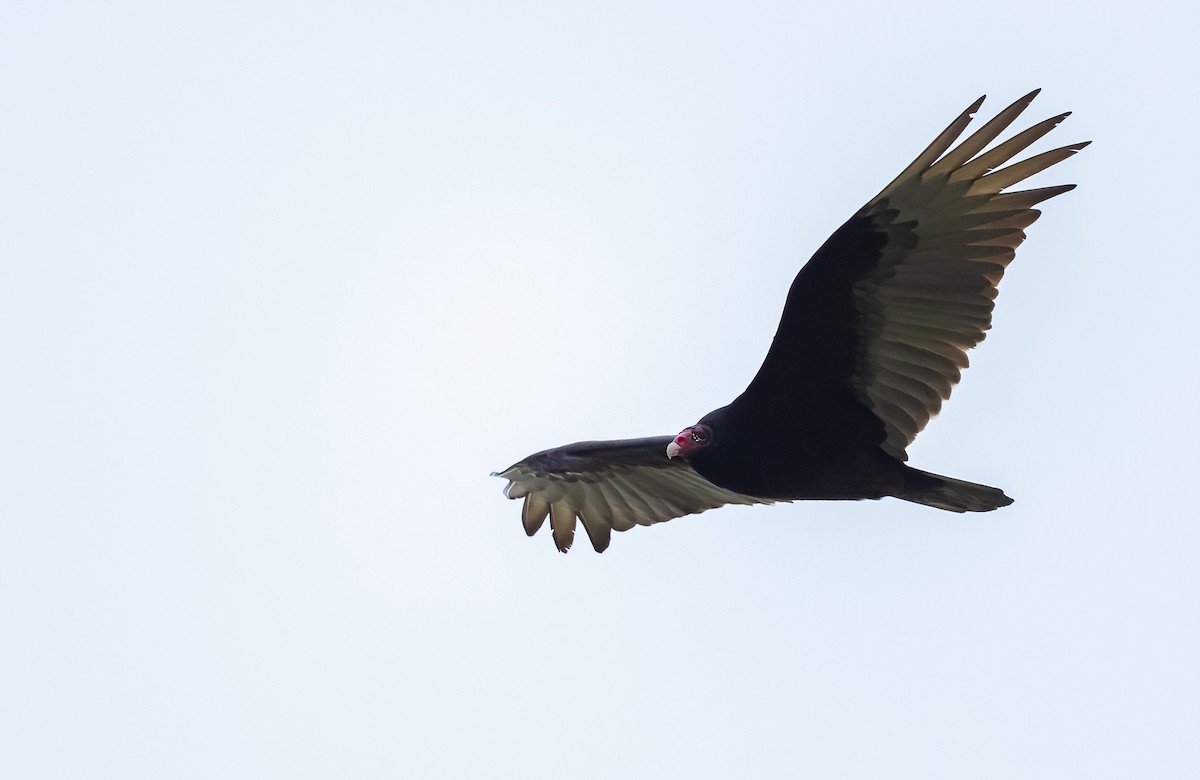 Turkey Vulture (Northern) - Linda Sullivan