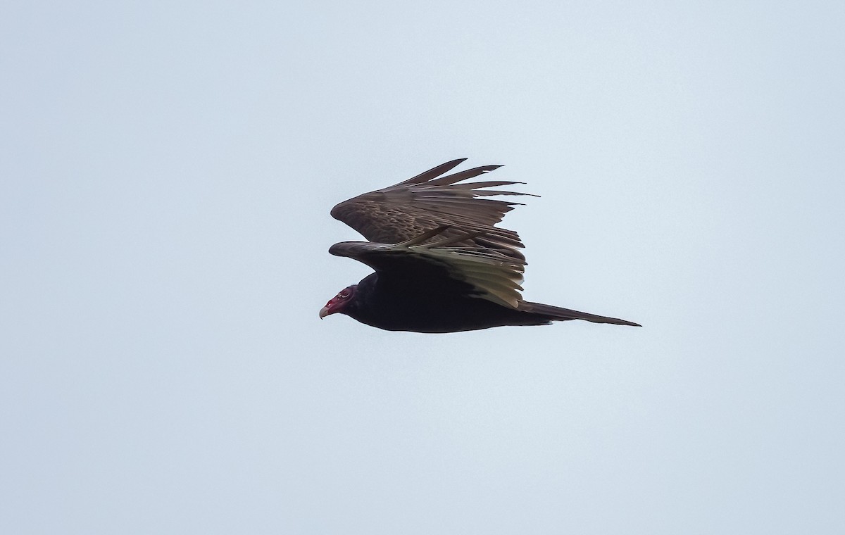 Turkey Vulture (Northern) - ML618574584
