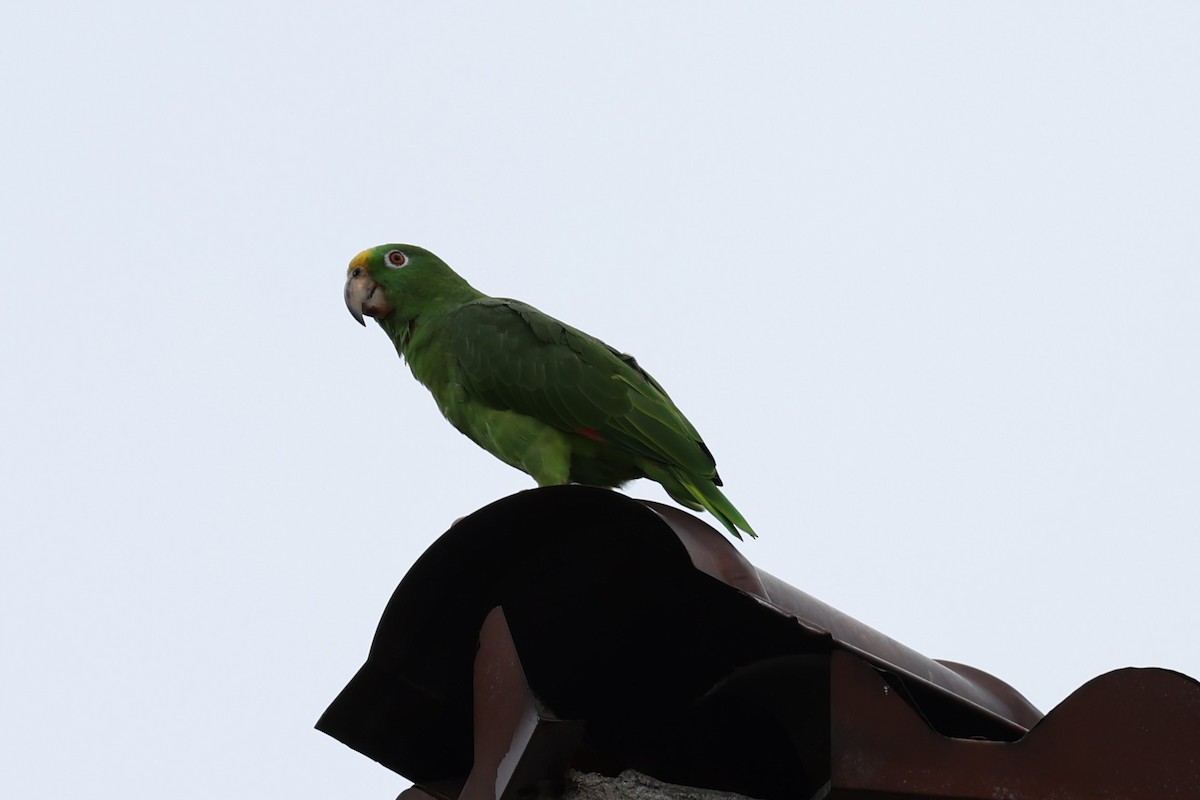 Yellow-crowned Parrot - ML618574603