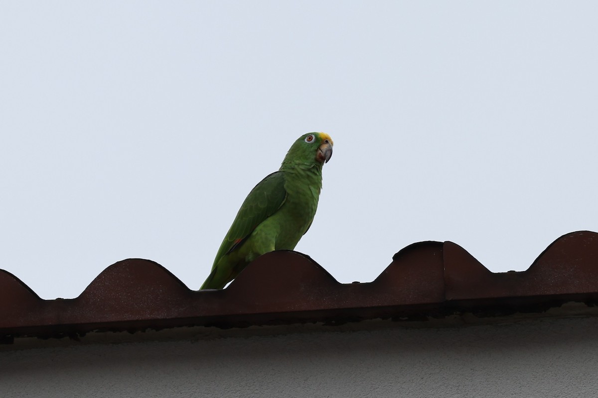 Yellow-crowned Parrot - ML618574604