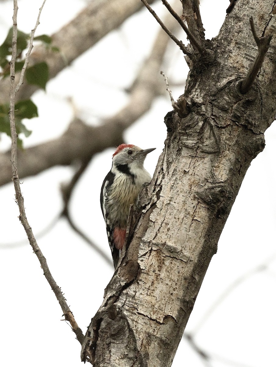 Middle Spotted Woodpecker - ML618574605