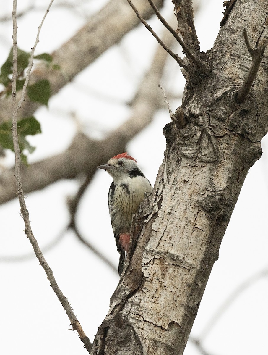Middle Spotted Woodpecker - ML618574607