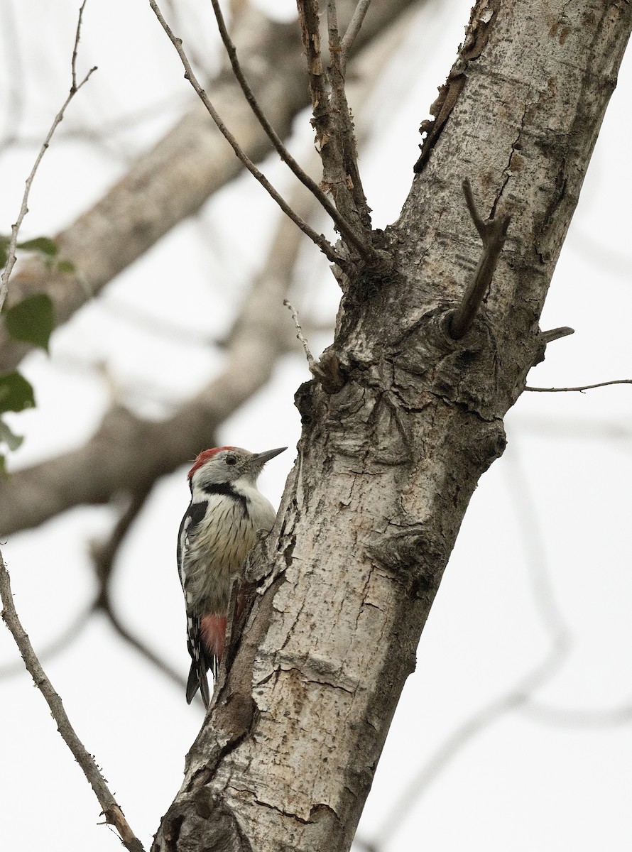 Middle Spotted Woodpecker - Anand ramesh