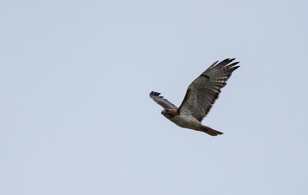 Red-tailed Hawk (borealis) - ML618574611