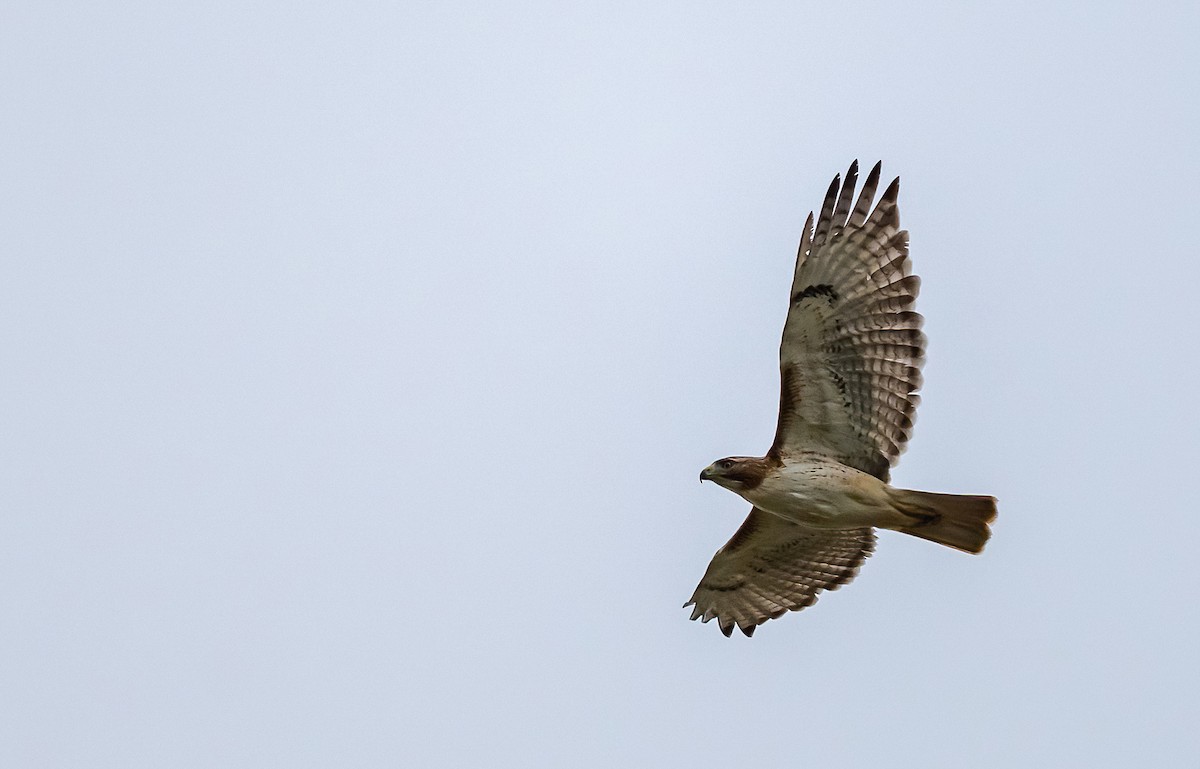 Red-tailed Hawk (borealis) - ML618574613