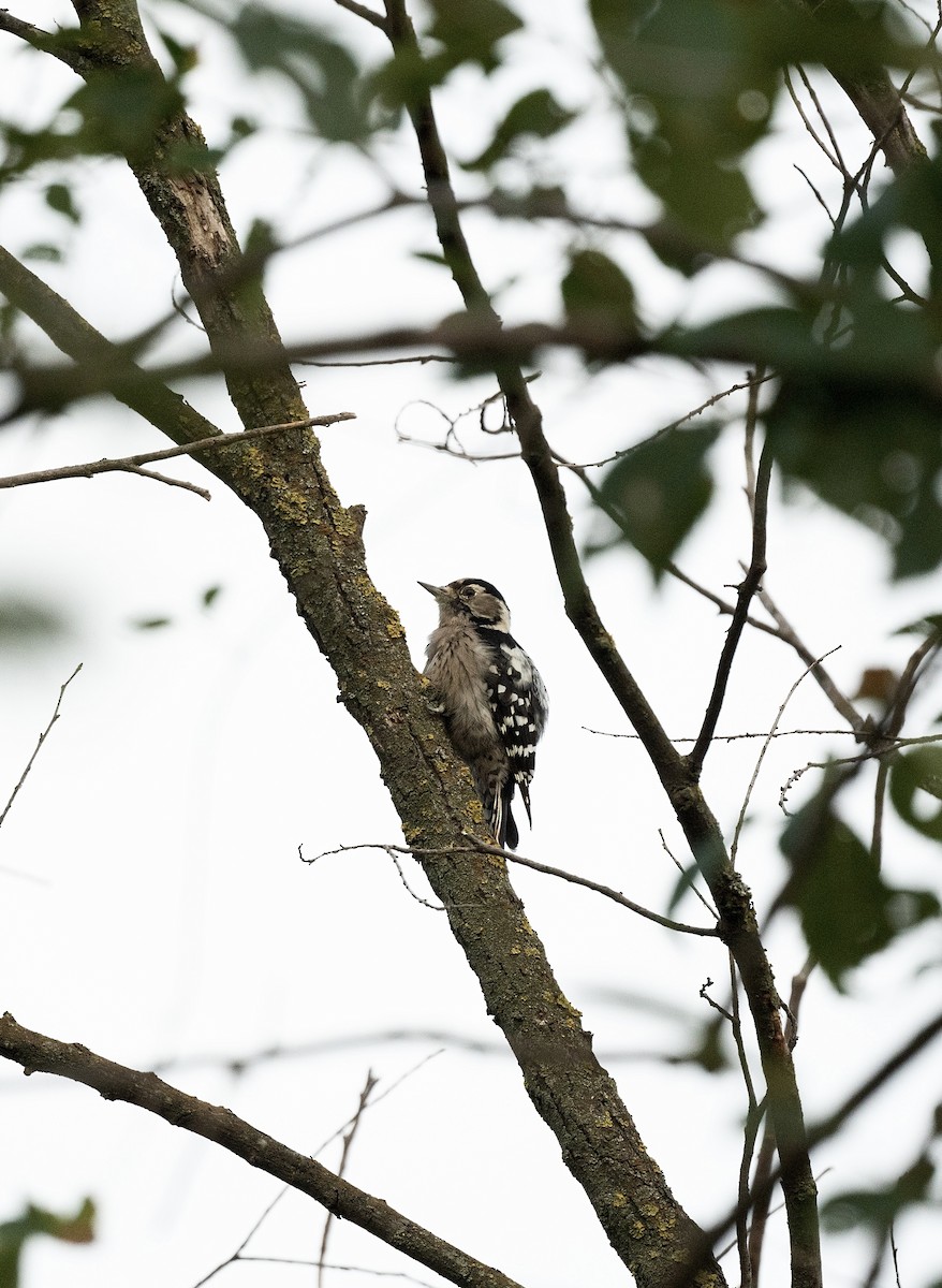 Lesser Spotted Woodpecker - Anand ramesh