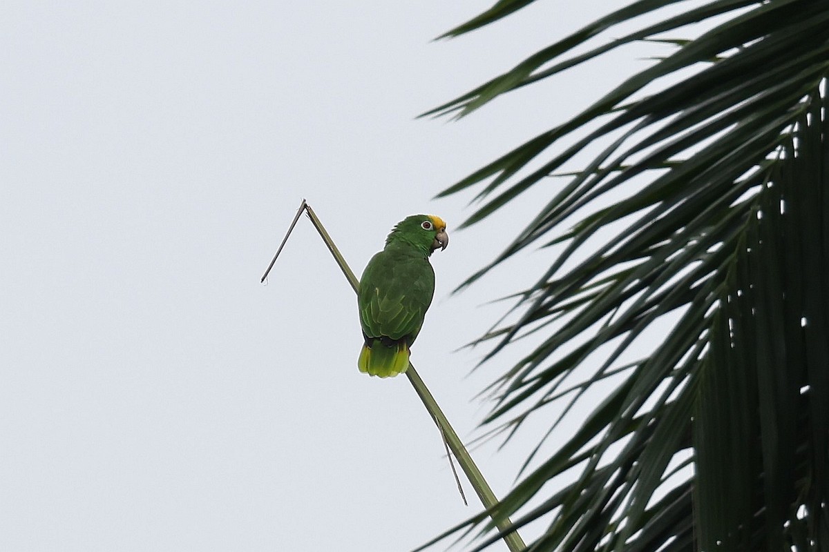 Yellow-crowned Parrot - ML618574622