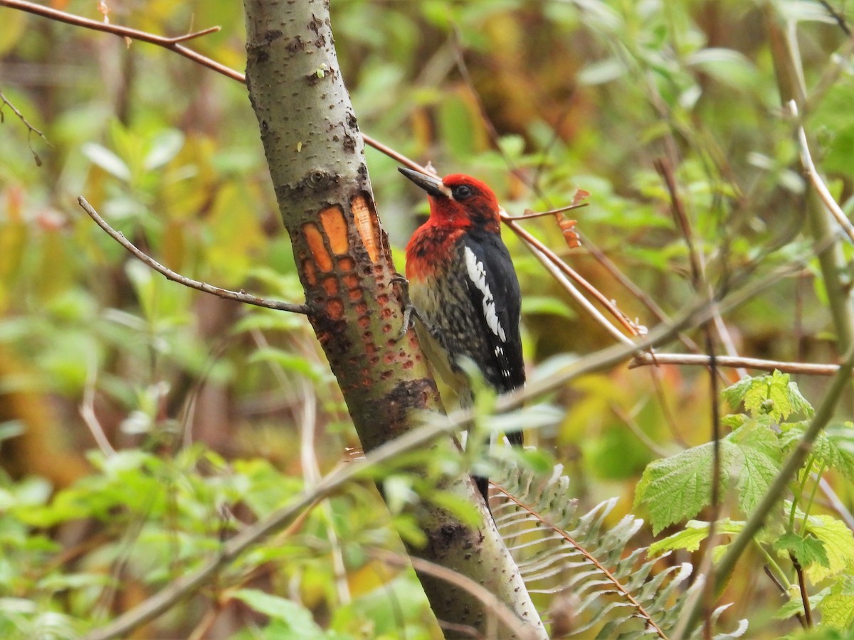 Red-breasted Sapsucker - ML618574626