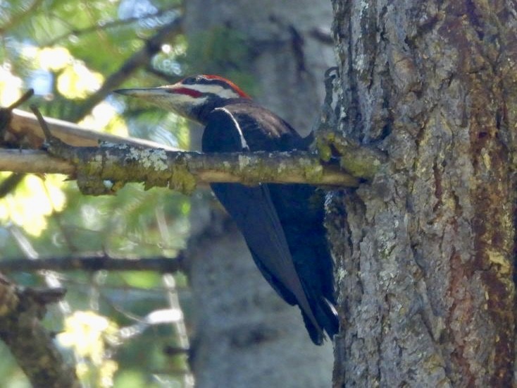 Pileated Woodpecker - ML618574646
