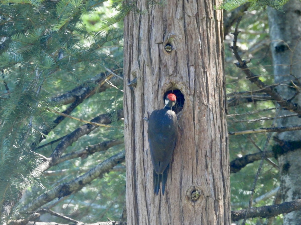 Pileated Woodpecker - ML618574647