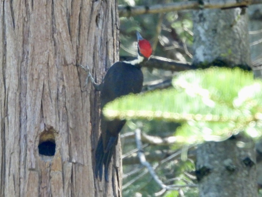 Pileated Woodpecker - ML618574648