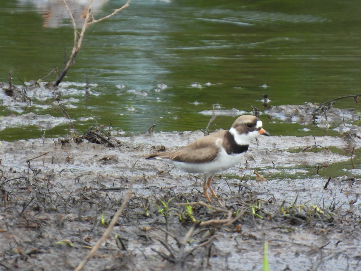 Semipalmated Plover - ML618574704