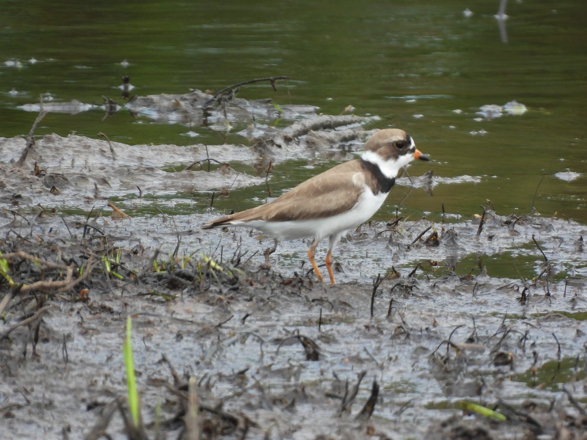 Semipalmated Plover - ML618574705