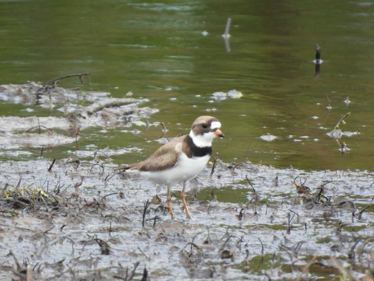 Semipalmated Plover - ML618574707