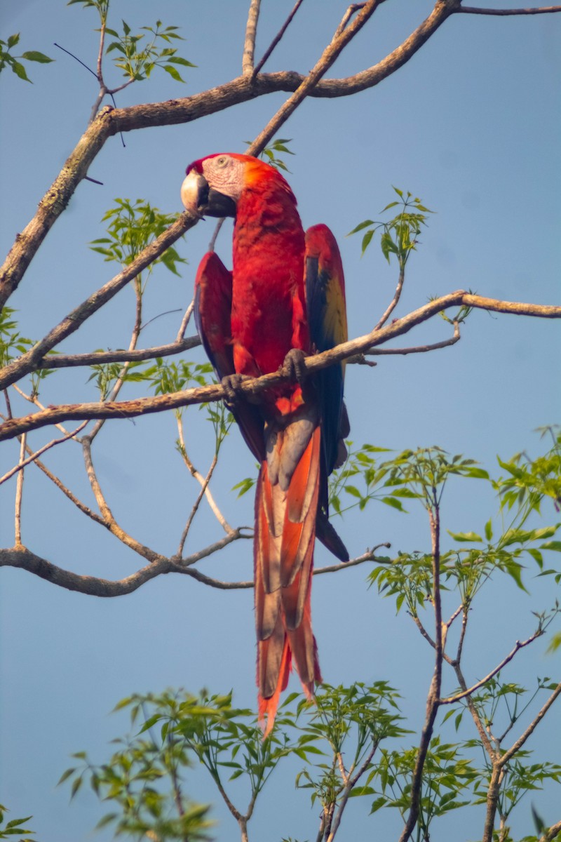 Scarlet Macaw - Manuel de Jesus Hernandez Ancheita