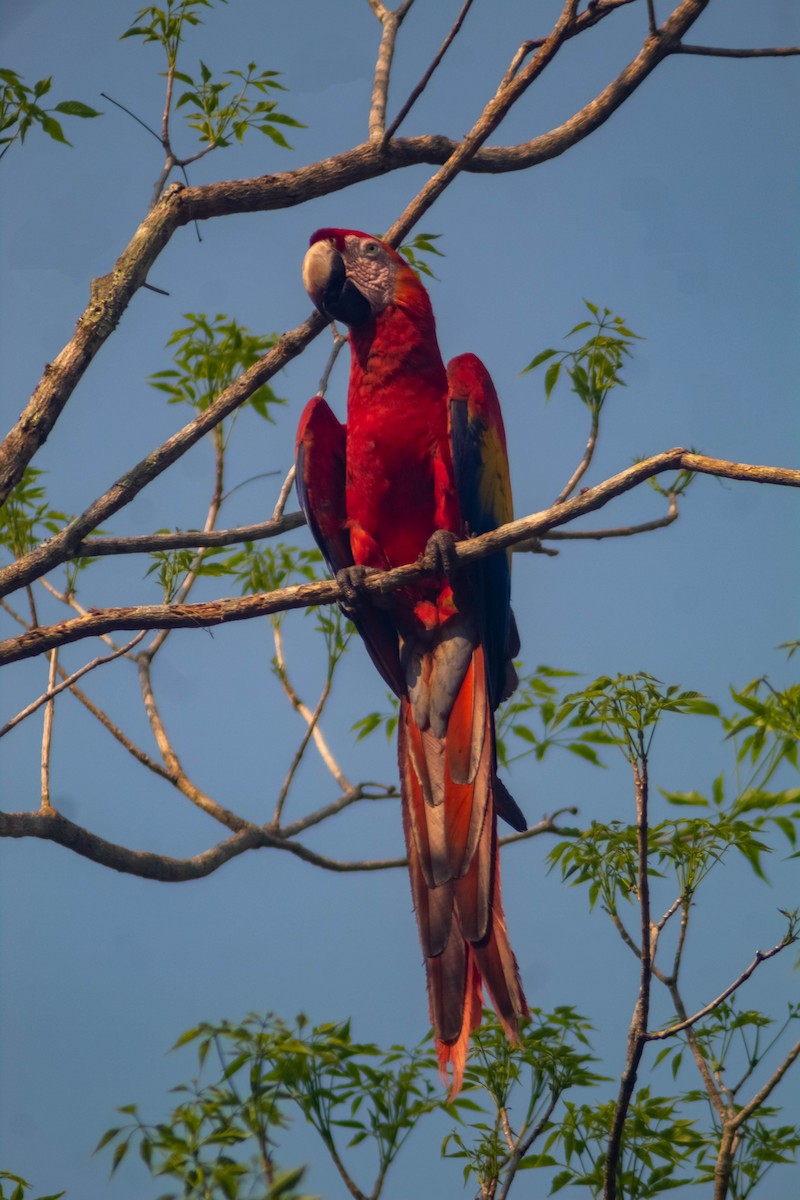 Scarlet Macaw - ML618574739
