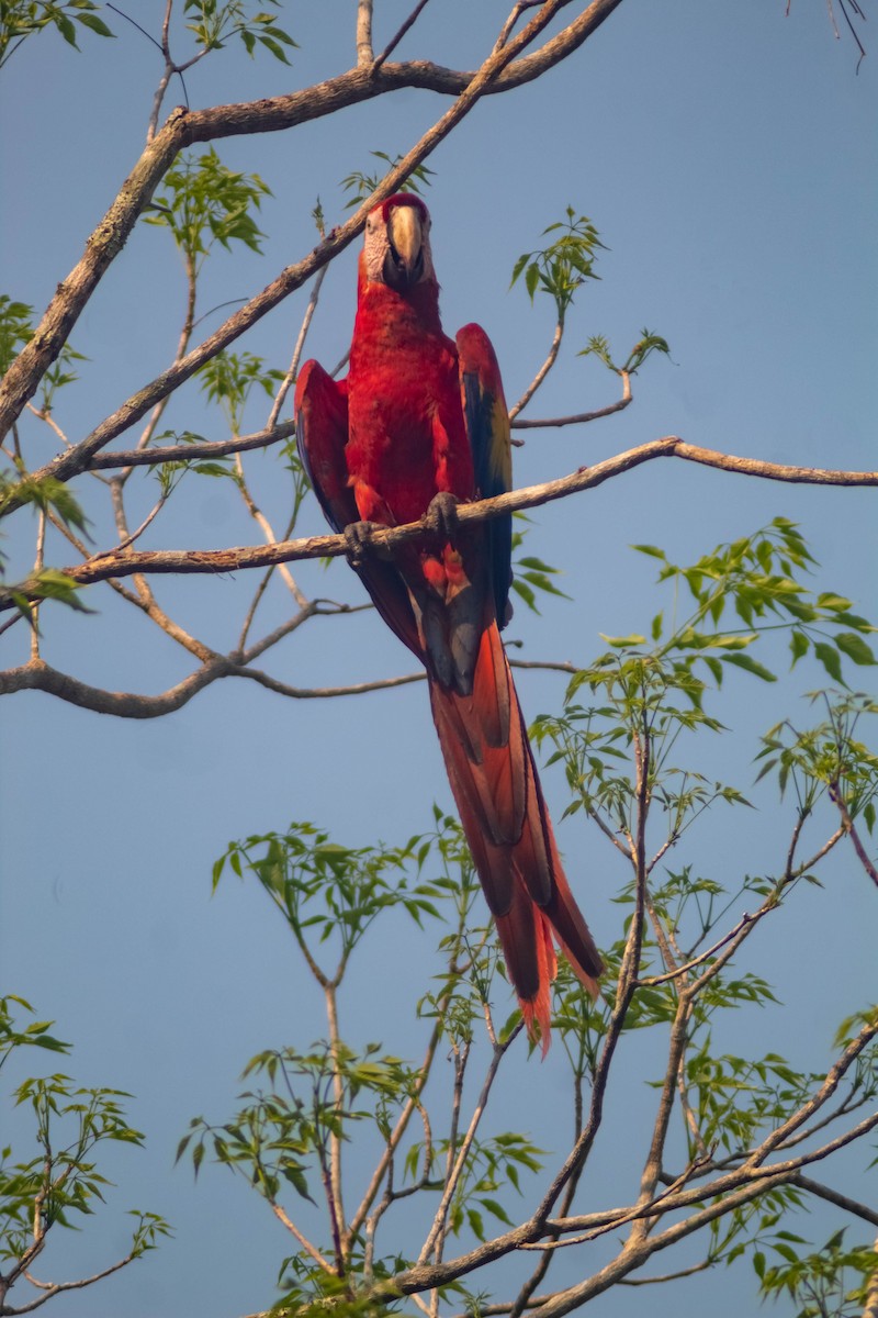 Scarlet Macaw - ML618574740