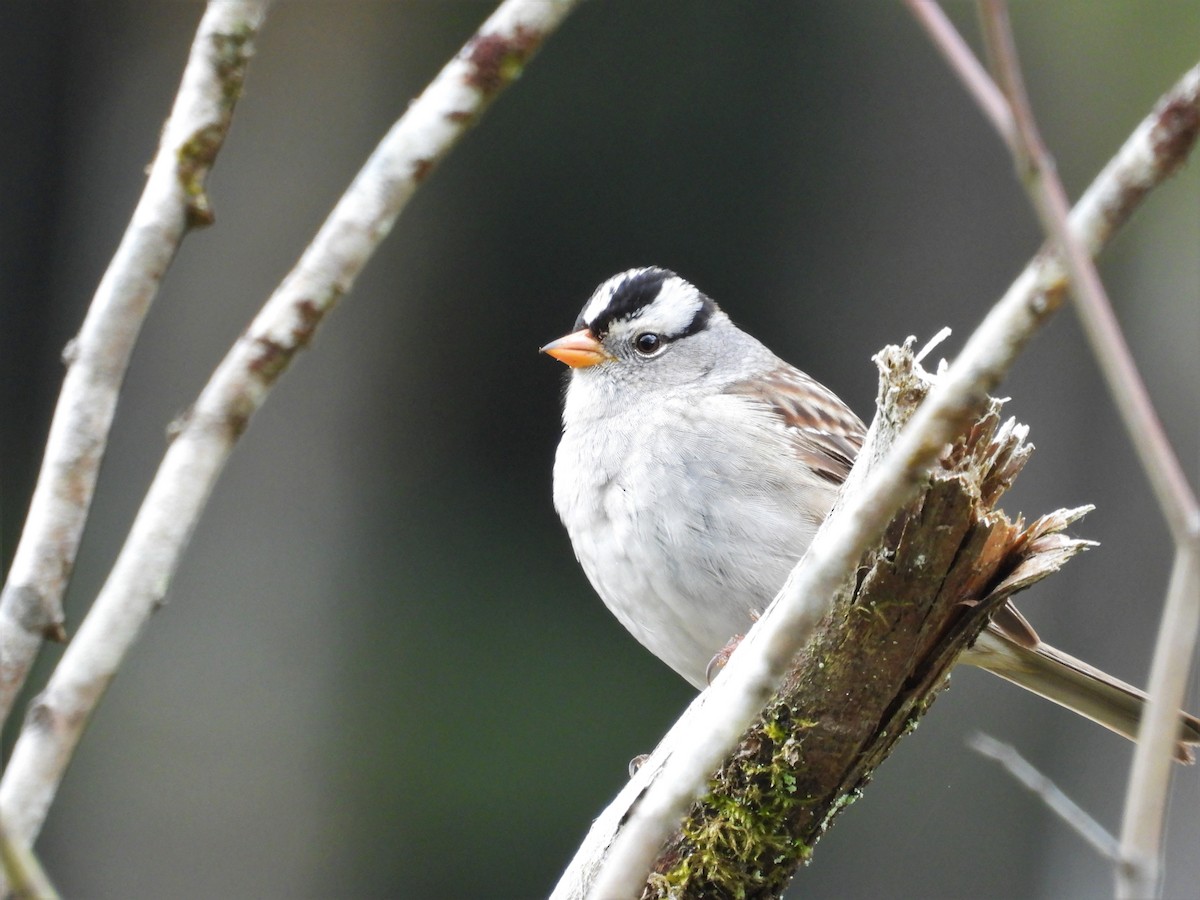 White-crowned Sparrow - ML618574741