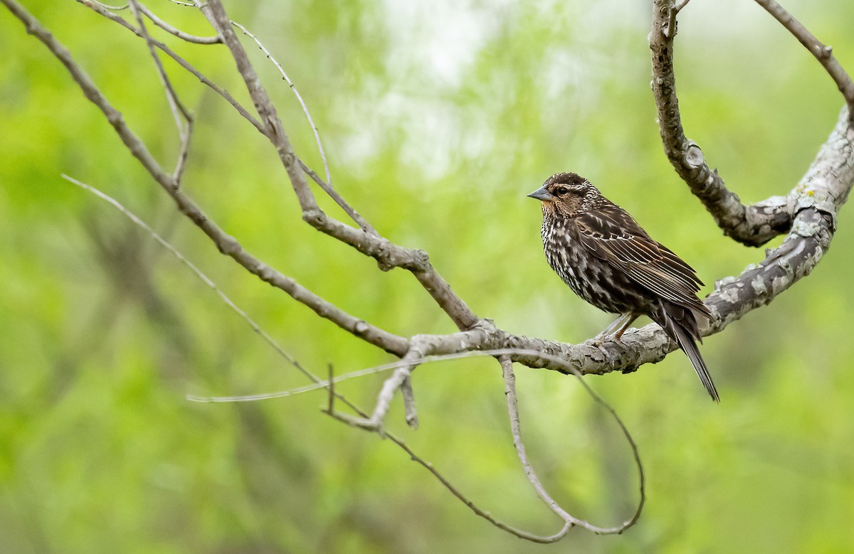 Red-winged Blackbird (Red-winged) - ML618574742