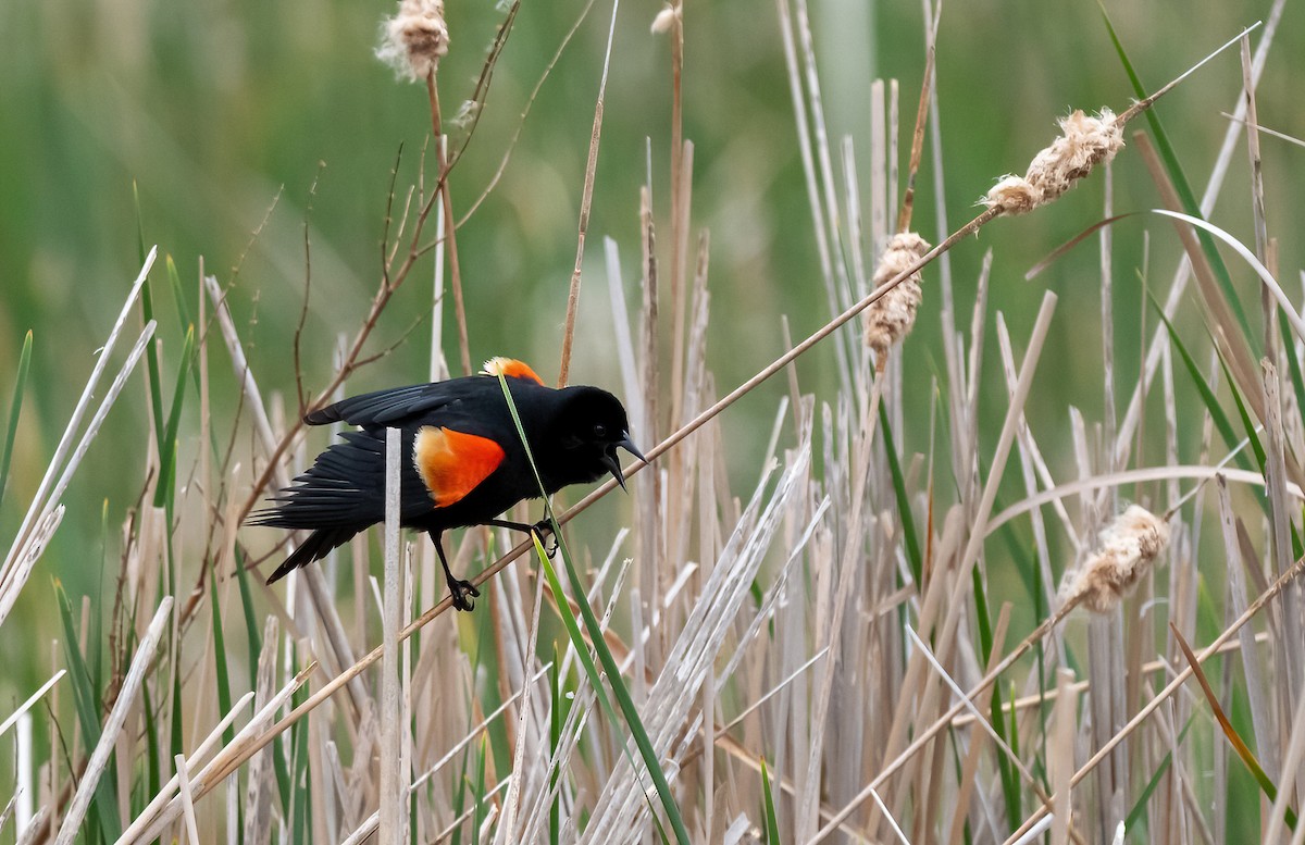 Red-winged Blackbird (Red-winged) - ML618574743