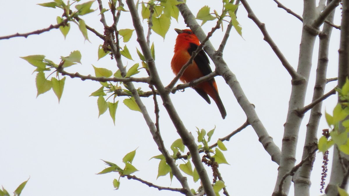 Scarlet Tanager - ML618574760